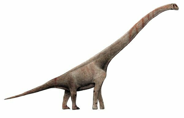 An artists reconstruction of Paluxysaurus.  By Levi bernardo . Creative Commons License